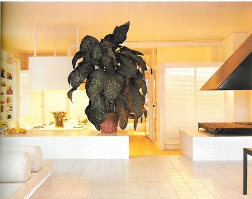 MilkWeed: Don't Forget Your Greens Photo: The House Book (1974)