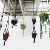 Make a Hanging Succulent Garden