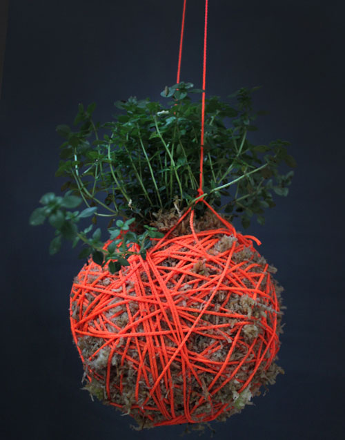 Moss Ball Hanging Plants by Mister Moss