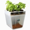Self-Cleaning Fish Tank Garden by Back To The Roots