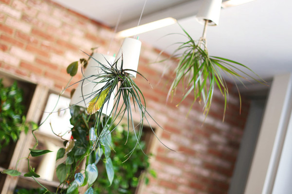 Where-I-Work-BIO-Agency-11-plants