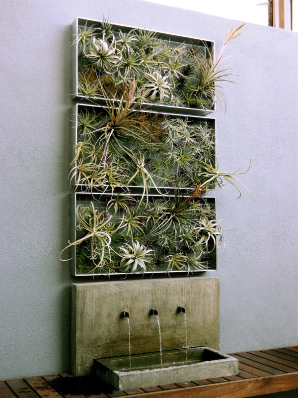 home-decor-ideas-plants-air-plant-airplantman