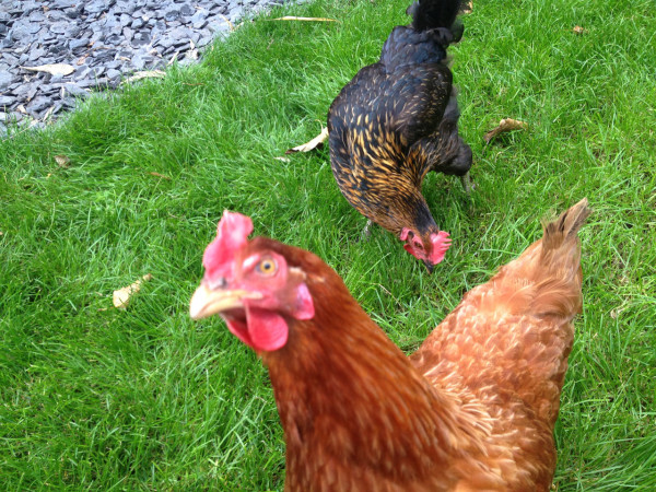 Dailies-Howkapow-2.Feeding-Chickens