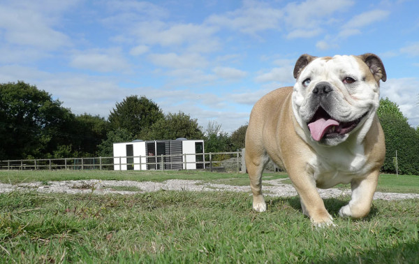 HIVEHAUS-Compact-modular-house-Barry-Jackson-4-dog