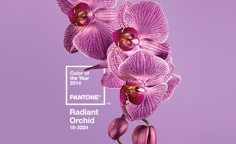 Pantone Color of the Year 2014: Radiant Orchid