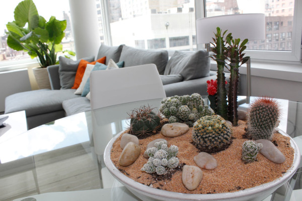 modern-indoor-plant-ideas-Cactus