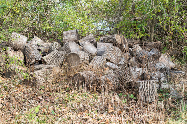 Log-Quarted-Birdhouse-Moger-Mehrhof-Architects-11