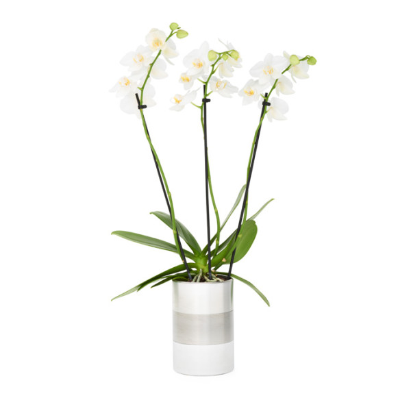 aluminium pot orchid (1)