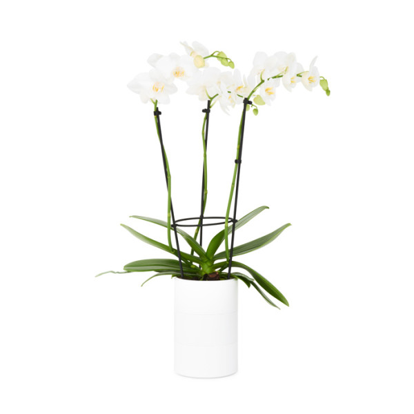 plastic pot orchid