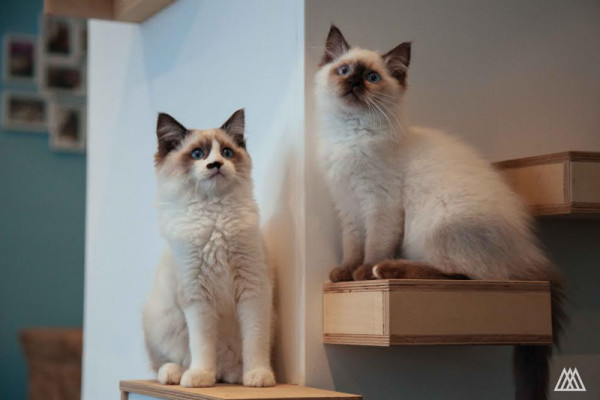  Maison  de  Moggy  Scotland s First Cat Cafe Design Milk