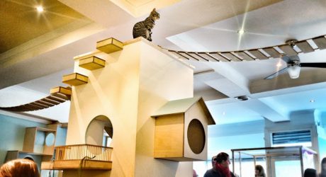 Maison de Moggy: Scotland’s First Cat Cafe