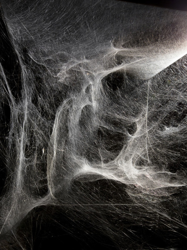 Working With Spiders: Tomás Saraceno