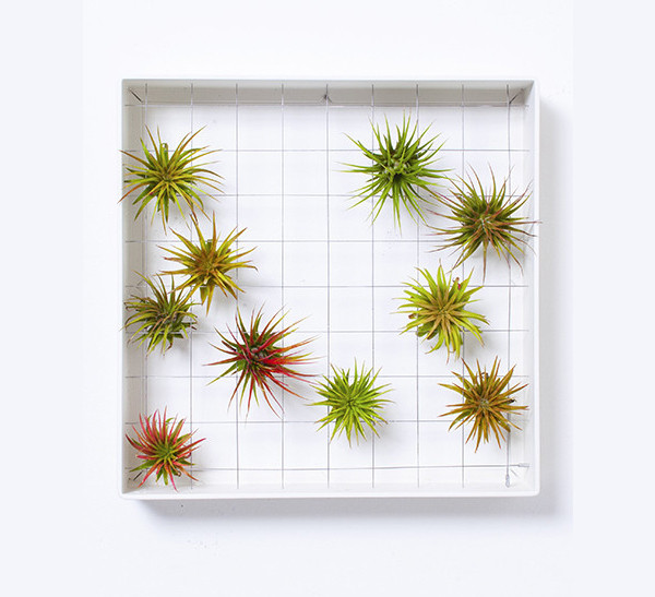 GiftGuide2015-NewHome-4-airplant-frame