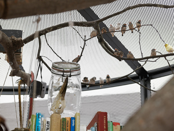 The Library for the Birds of New York (detail) 2016