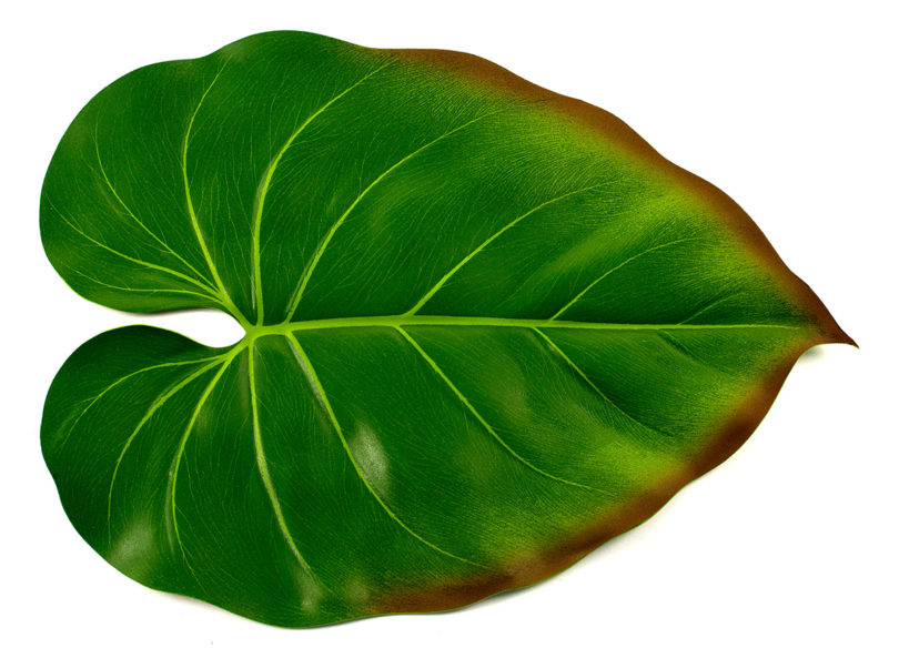 philodendron-placemat