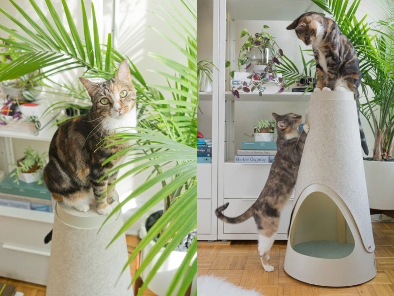 modern cat scratcher