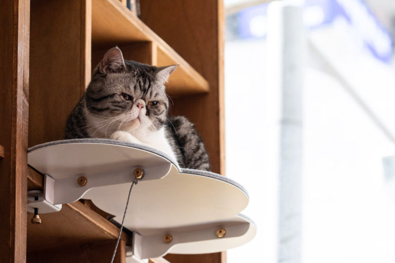 Lazy store cat furniture