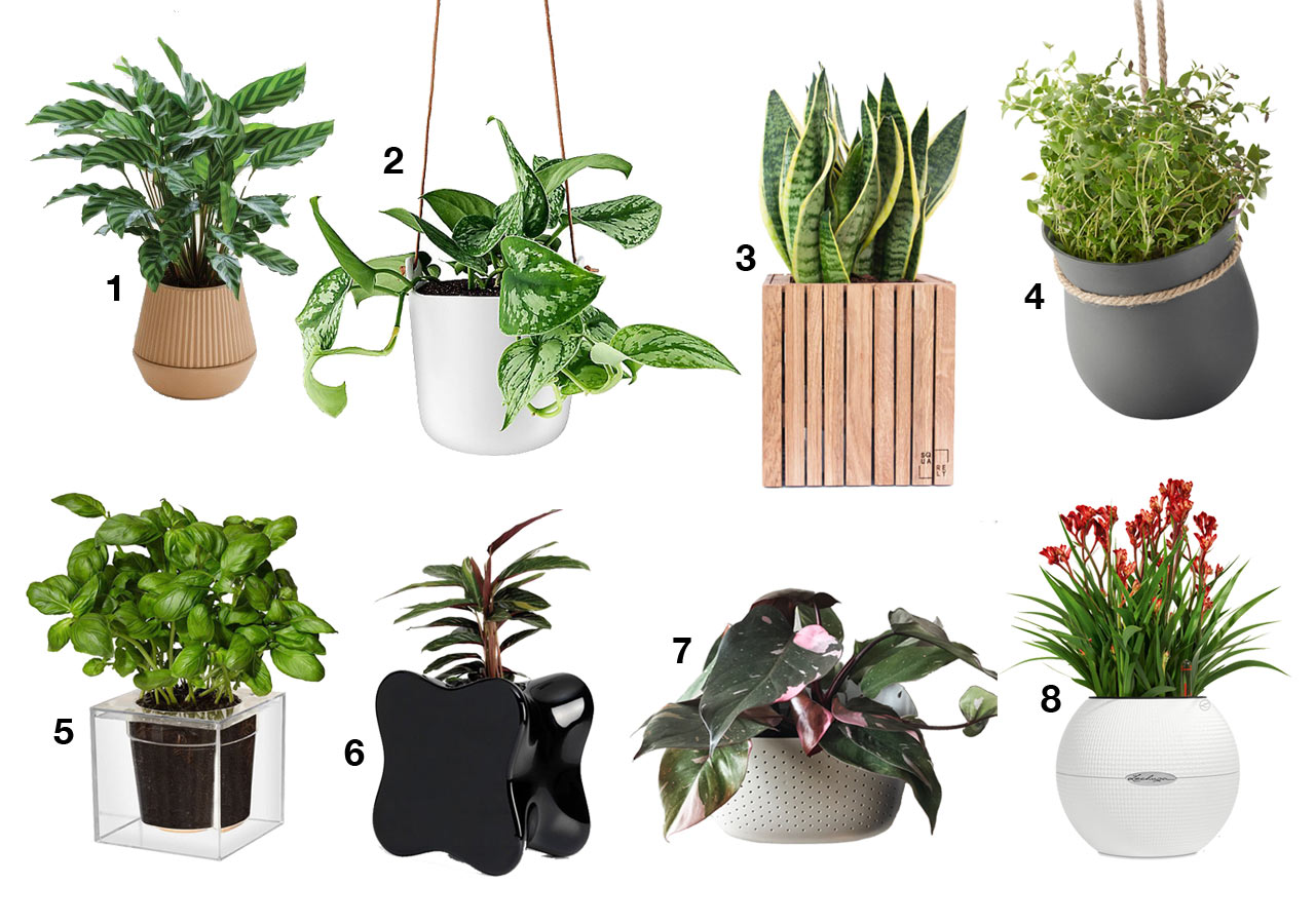 Self-Watering Planters That Will Help You Get a Green Thumb