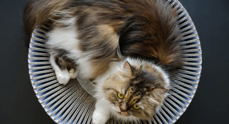 The KATRIS Nest Lets Your Cat Happily Lounge, Rub, and Scratch
