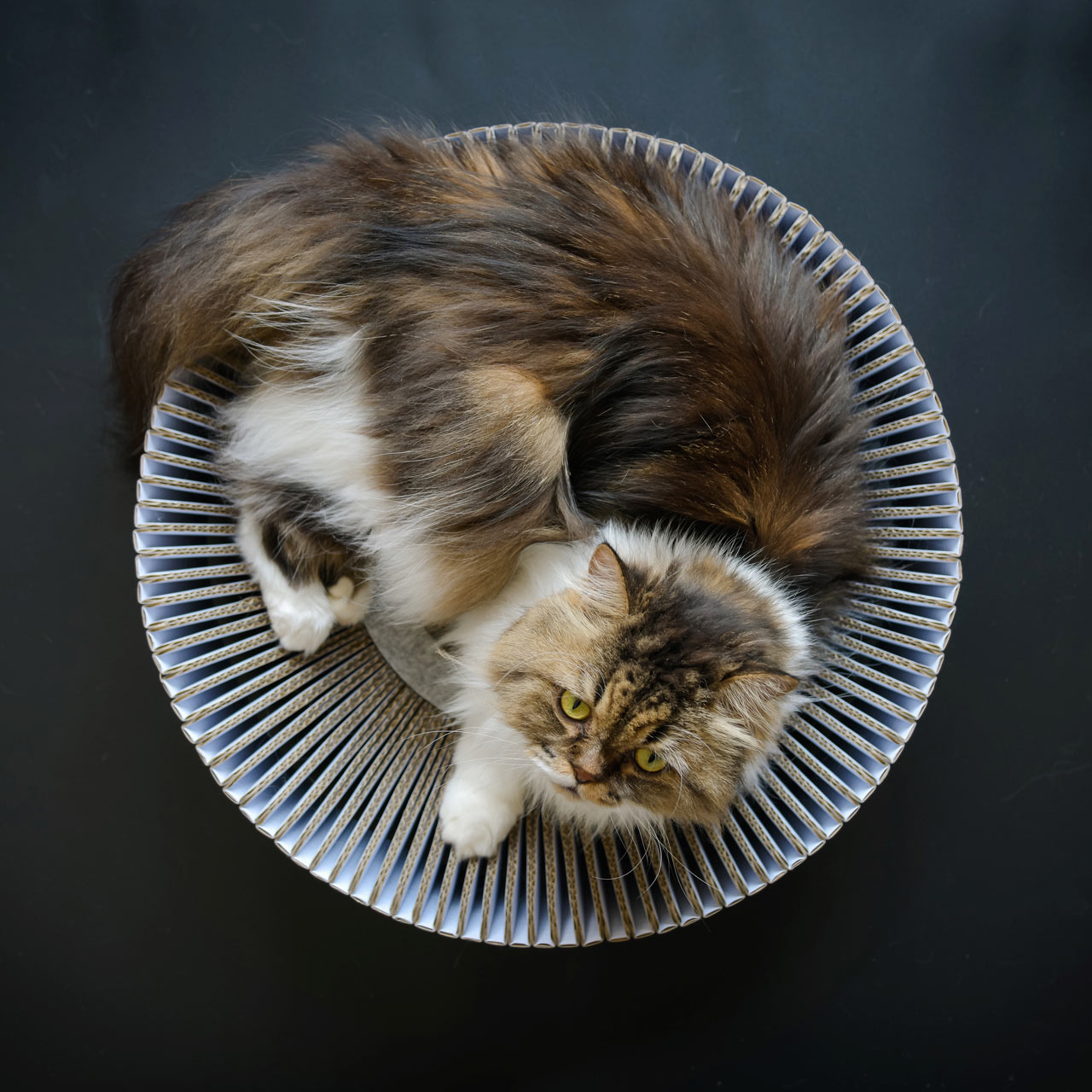 The KATRIS Nest Lets Your Cat Happily Lounge, Rub, and Scratch