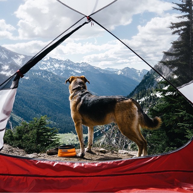Summer Vibes: ‘Camping With Dogs’ on Instagram
