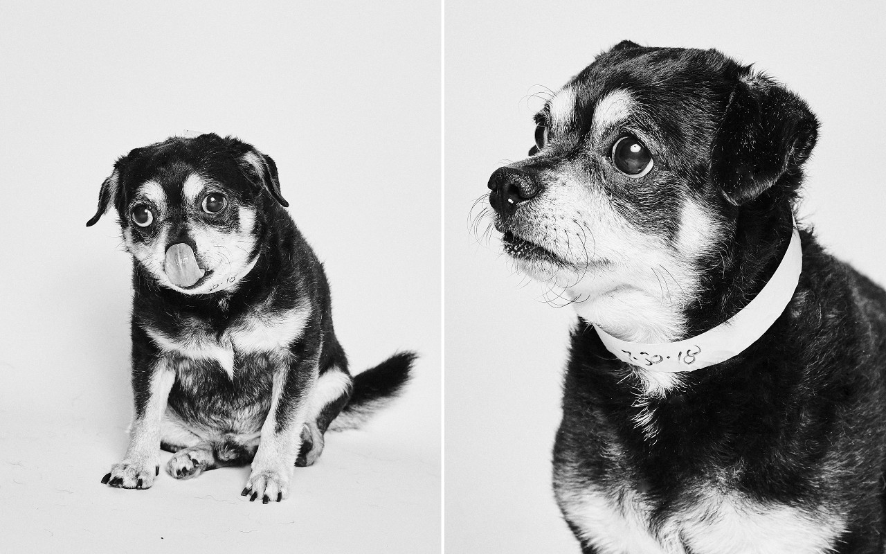Social Tees Rescue Dog Portraits by Shayan Asgharnia