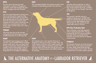 The Alternative Anatomy of a Labrador Retriever