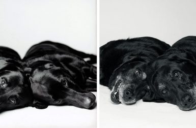 <i>Dog Years: Faithful Friends Then & Now</i> Photography Book by Amanda Jones