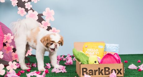 BarkBox: A Monthly Offering to Your Canine Overlords