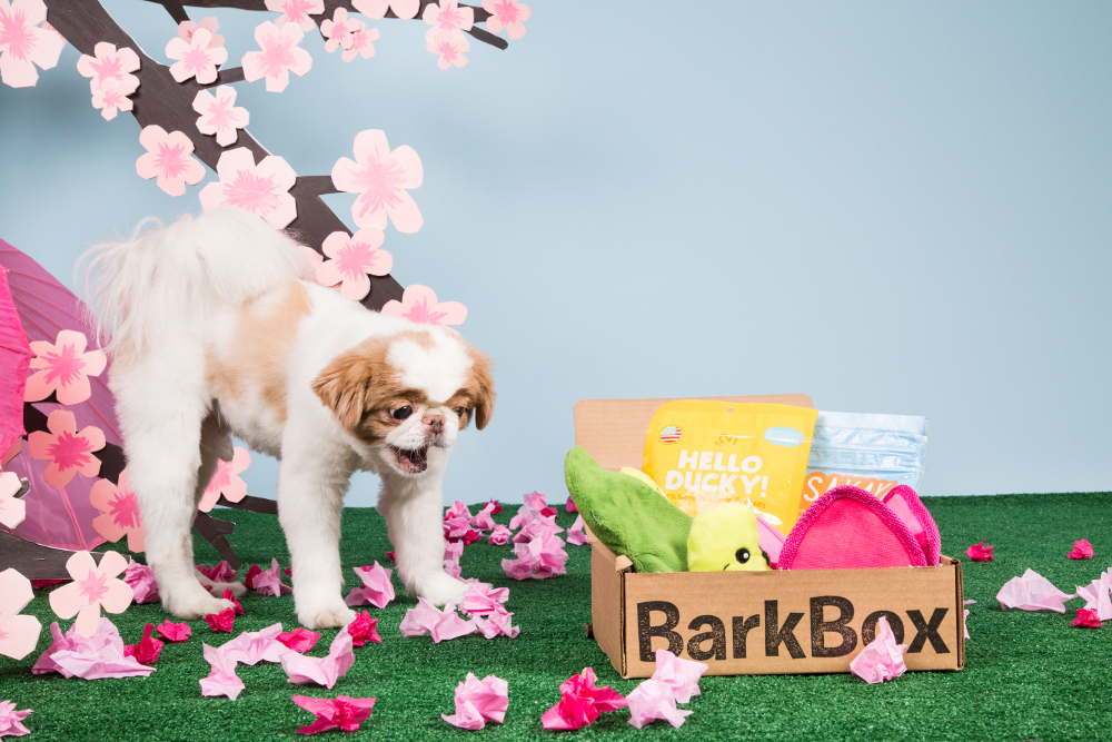 BarkBox: A Monthly Offering to Your Canine Overlords