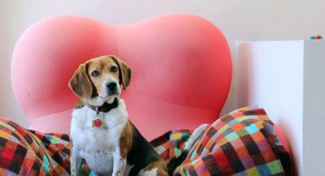 Spotted: Beagle on an UP Chair