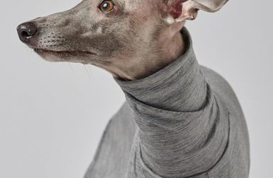 Sighthound Garments by COAT