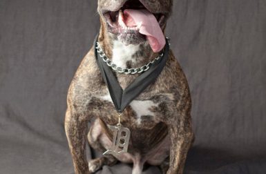 Detroit Dog Rescue Series by Lisa Cervone