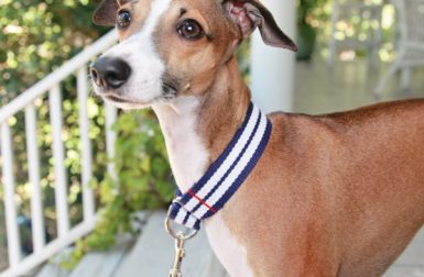 Dog-I-Y: 10 Stylish DIY Dog Collars, Leashes, and Harnesses