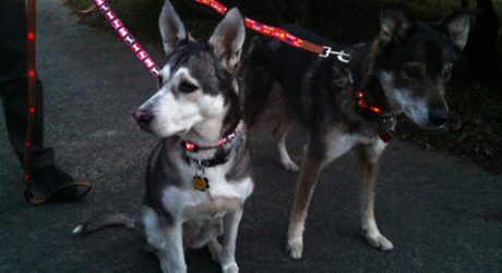 Mingus & Dottie Try It: Dog-E-Glow LED Leashes and Collars