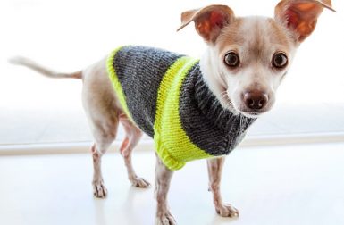 Dog-I-Y: DIY Puppy Pullover Sweater