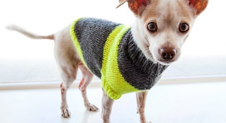 Dog-I-Y: DIY Puppy Pullover Sweater