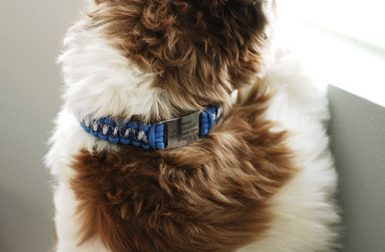 Review: ScruffTag Paracord Dog Collar by DogIDs