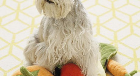 Review: Garden Fresh Plush Toys from P.L.A.Y. Pet Lifestyle and You