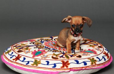 Dog Milk Holiday Gift Guide: 12 Modern Dog Beds, Carriers, and Sleeping Mats