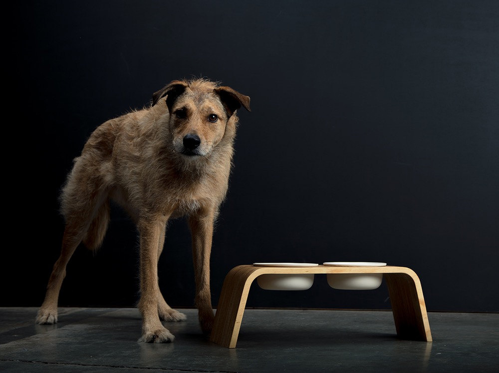 https://design-milk.com/images/2019/10/Howl-and-Home-modern-dog-feeders-1.jpg