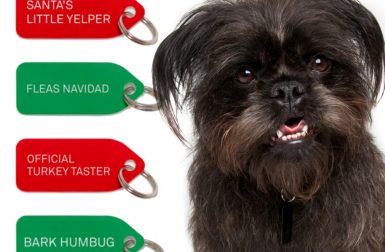 Christmas Collar Charms Collection from Growlees