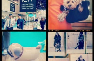 The Dogs of ICFF
