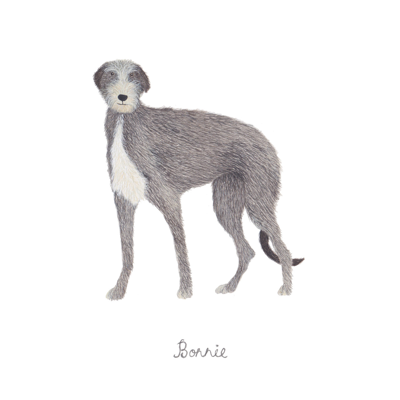 Illustrated Pet Portraits by Louise Jewell