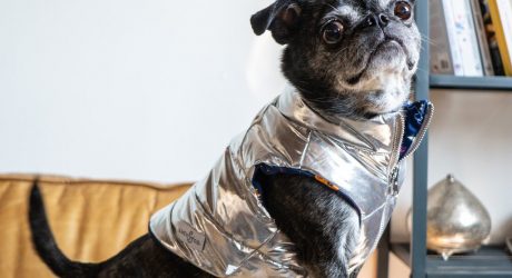 New Outerwear for Dogs From Lucy & Co.