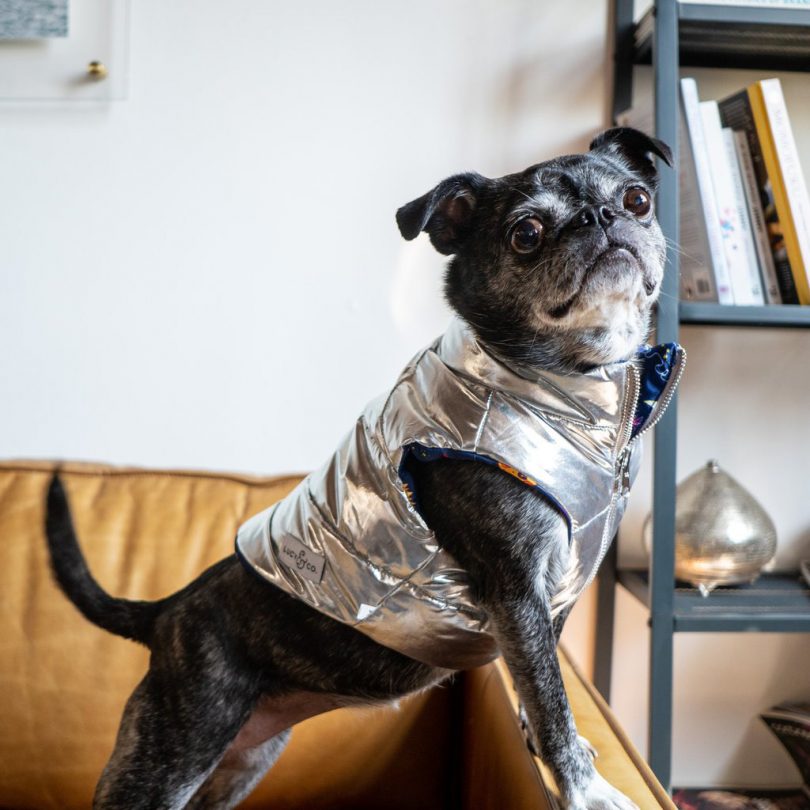 New Outerwear for Dogs From Lucy & Co.