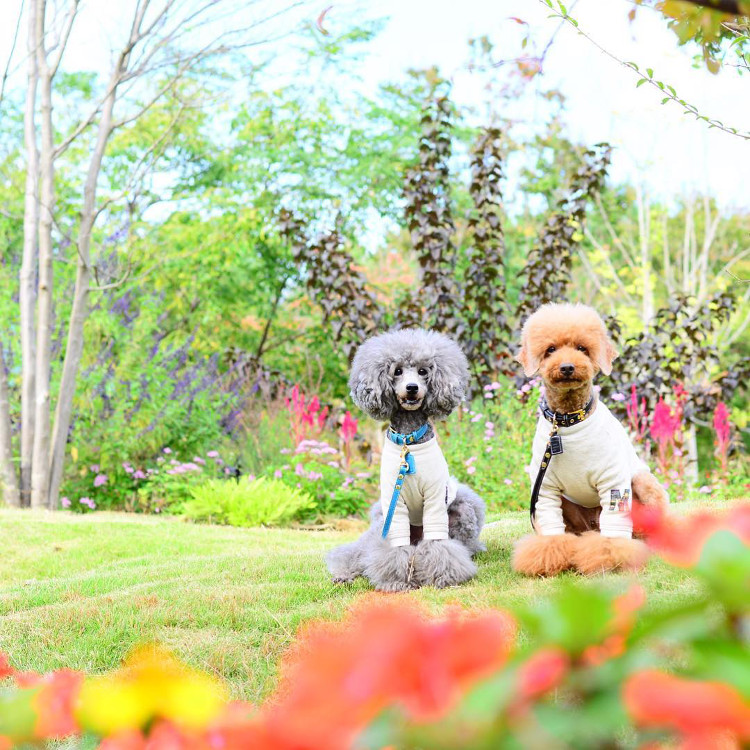 Instagram Love: Maron & Fleur the Toy Poodles