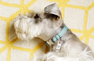 Modern Handmade Dog Collars from Mattie & Margot