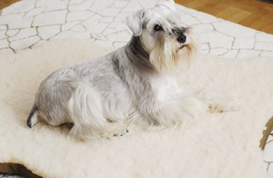 Review: Sheepskin Memory Foam Dog Bed by Skookum Dog