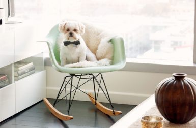 Spotted: Modernica's 2015 Pets on Furniture Contest
